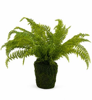 Potted Fern