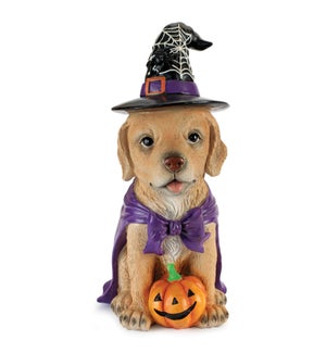 Dog with Witch Hat