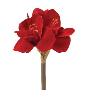 Amaryllis Stem