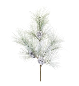 Long Needle Pine Spray