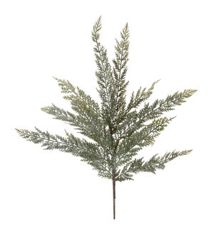 Cedar Spray