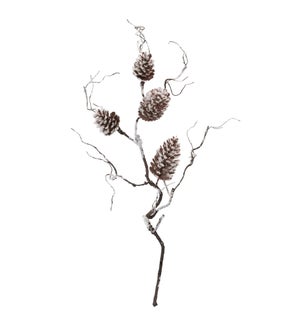 Pine Cone Branch