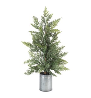 Mini Tree in Pot