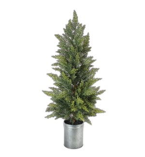 Mini Tree in Pot