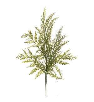 Cedar Spray