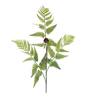 Fern Spray