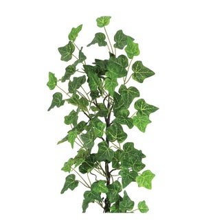 Ivy Vine