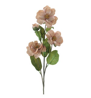 Cosmos Spray
