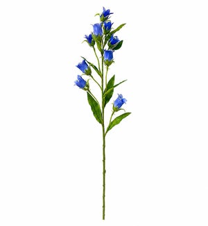 Campanula Stem