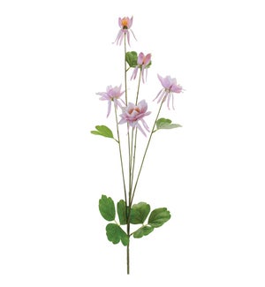 Columbine Spray
