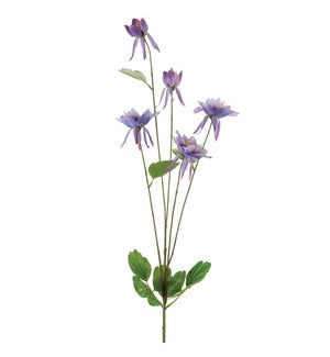 Columbine Spray