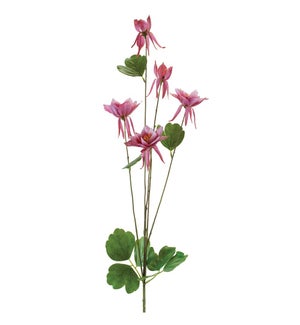 Columbine Spray