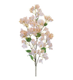 Bougainvillea Spray
