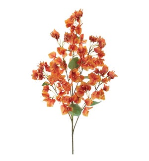 Bougainvillea Spray