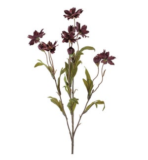 Cosmos Spray