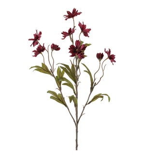 Cosmos Spray