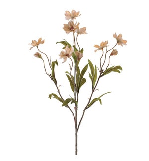 Cosmos Spray