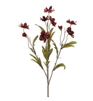 Cosmos Spray