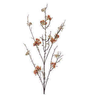 Blossom Branch