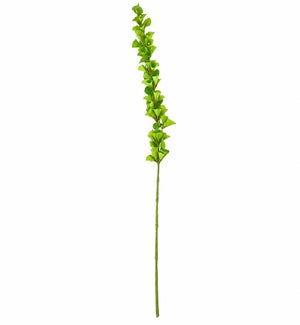 Bells of Ireland Stem