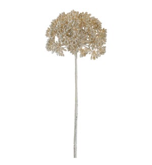 Allium Stem