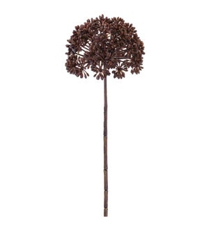 Allium Stem