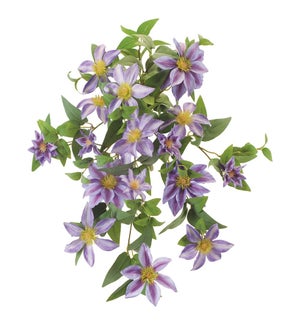 Clematis Vine