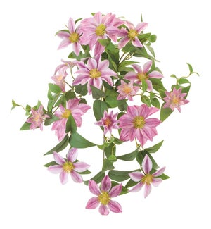 Clematis Vine
