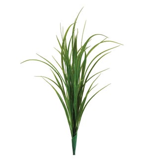 Himalayas Grass Bush