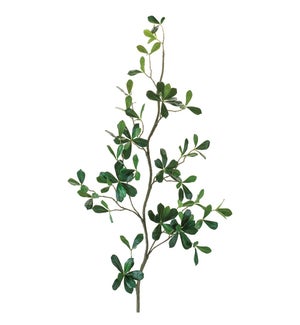 Indian Almond Vine