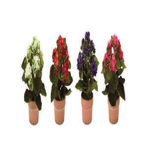 Kalanchoe with Pot (4 Asst)