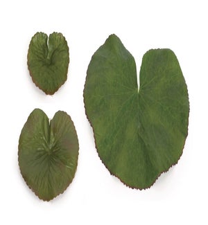 Bag of Leaves (34 Leaves)