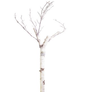 Birch Branch
