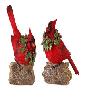 Cardinal (2 Asst)