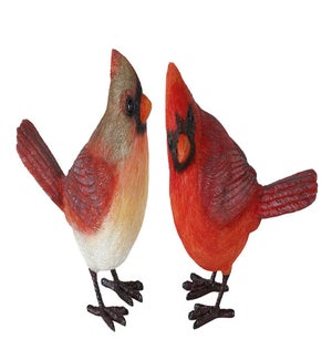 Cardinal (2 Asst)