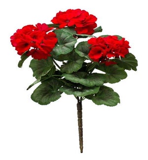 Geranium Bush