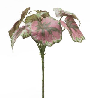 Begonia Leaf