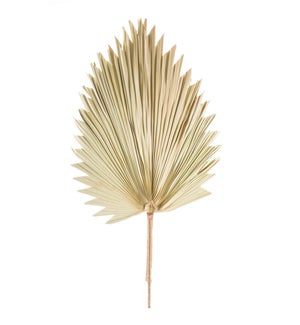 Fan Palm Leaf