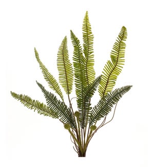 Fern Plant