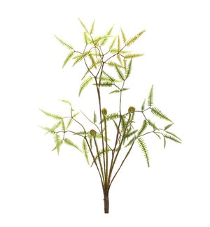 Mini Fern Bush