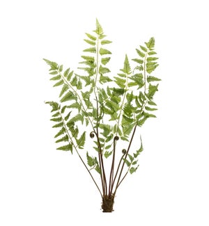 Fern Bundle
