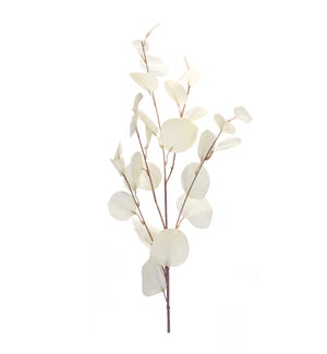 Eucalyptus Spray