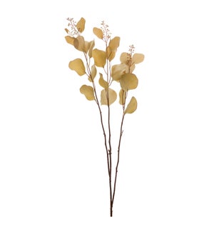 Eucalyptus Stem