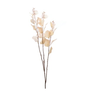 Eucalyptus Stem