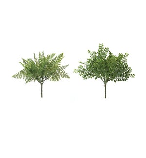 Fern Bush (2 Asst)