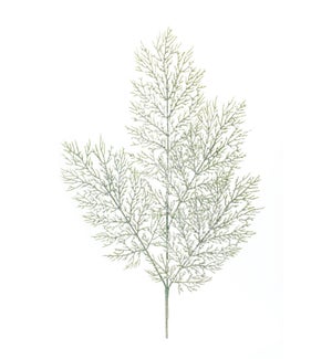Cedar Spray