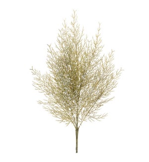 Cedar Spray