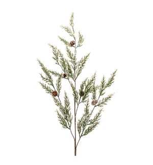 Pine Spray