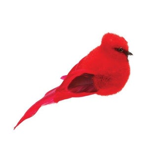 Cardinal