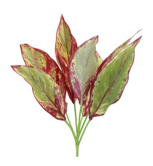 Foliage Plant